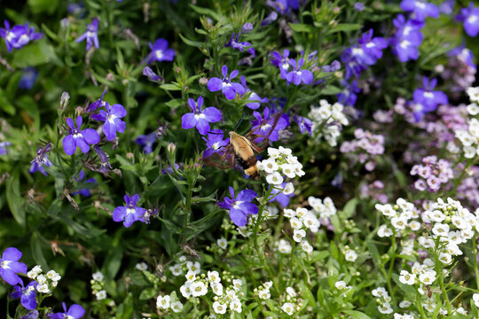 Serial of Snowberry Clearwing (Hemaris diffinis), a type of day-flying moth commonly known as a hummingbird moth. 
