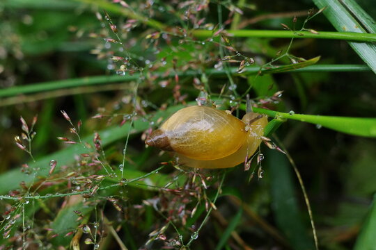 Little snail moving in the grass
