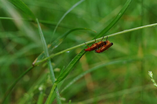 Red bugs are doing things on a leaf