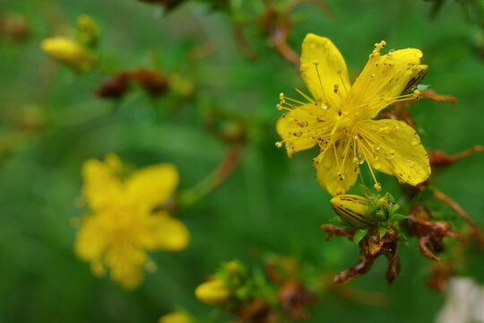 Yellow flowers are blooming