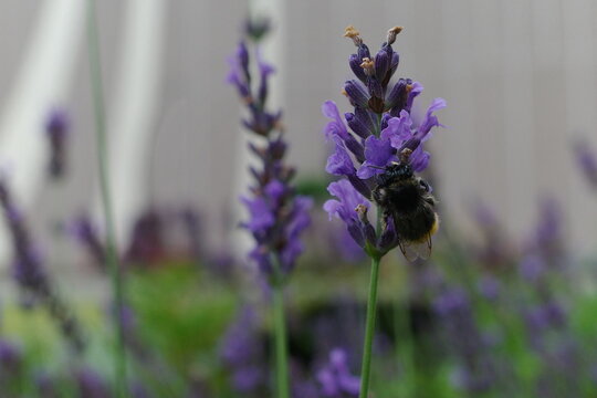 Bumblbee on lavender is sleeping