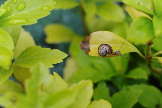 Snail on the leaf