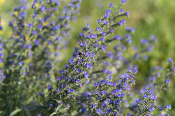 Obraz premium Purple wildflower spikes with bee collecting nectar in sunlit meadow, delicate blossoms, green blurred background, soft natural light and detailed floral texture