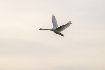 A swan in flight against a clear sky. © Photopen