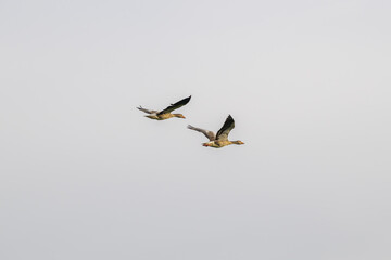a pair of geese (likely wild, such as a greylag goose or a bean goose) flying against a bright sky © Photopen