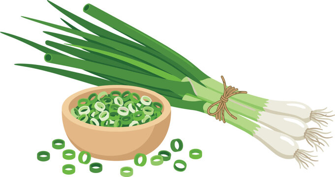 Fresh green onion bundle vector illustration with chopped scallion rings in a wooden bowl isolated on white background for culinary graphic design