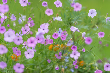Fototapeta premium Delicate pink wildflowers blooming in summer meadow with green blurred background and soft sunlight, slender stems, tiny buds, and shallow depth of field creating serene natural scene