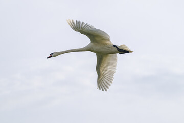A swan in flight against a clear sky. © Photopen
