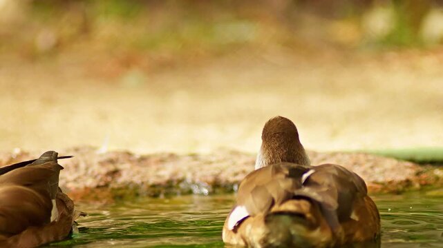 Red-crested Pochard preening on a pond in summer sunlight, freshwater waterfowl wildlife behavior in 4K