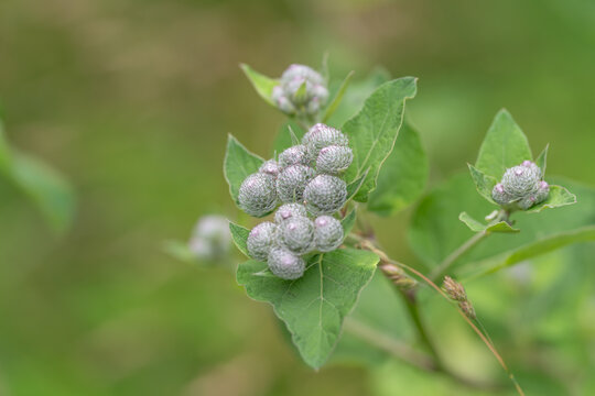 Close-up macro of wild burdock seed heads on green leafy stem, pale hooked burrs against soft meadow background, showing natural texture, detail, and muted outdoor light
