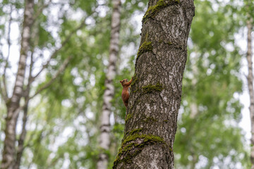 Fototapeta premium Red squirrel climbing textured birch trunk in lush green forest with soft blurred background, showing agile upward movement, rough bark detail, natural daylight, and woodland habitat