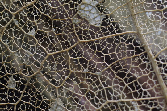 Extreme macro 2 to 1 close up of a skeleton leaf texture showcasing complex natural veins structure