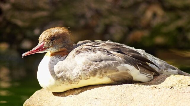 Common Merganser resting on a pond in summer sunlight, freshwater waterbird wildlife behavior in 4K