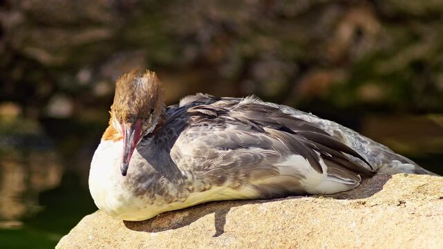 Common Merganser resting on a pond in summer sunlight, freshwater waterbird wildlife behavior in 4K