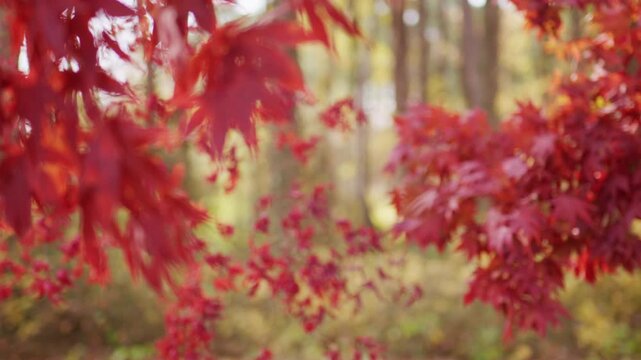 Autumn fall movement. Autumn foliage. Vibrant red and orange foliage. Autumn beauty. Maple leaves in sunlight. Autumn fall by golden nature. Fall nature colors.