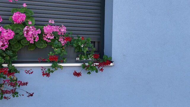 Beautiful Geraniums Adorn Blue Wall With Window Boxes