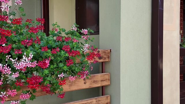 Vibrant geraniums cascade over a rustic wooden planter box on a balcony