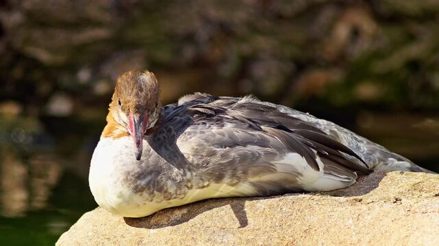 Common Merganser resting on a pond in summer sunlight, freshwater waterbird wildlife behavior in 4K