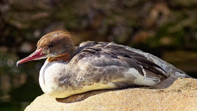 Common Merganser resting on a pond in summer sunlight, freshwater waterbird wildlife behavior in 4K