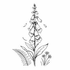 Foxglove Flower and Botanical Elements Line Art Illustration © Fulmati