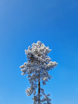 A tall pine tree covered in white rime frost stands alone against a clear, vibrant blue sky. Its needle-laden branches, frosted by icy winter weather, create a striking contrast on a cold, sunny day