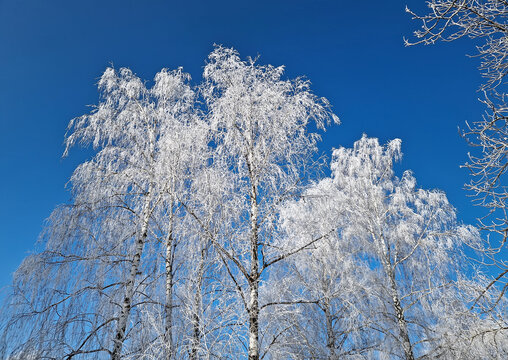 Frost-covered birch trees stand tall against a vivid, deep blue sky in a stunning winter scene. Every delicate branch is encased in white rime ice, creating a crystalline, lace-like canopy