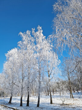 Frost-covered birch trees stand tall against a vivid, deep blue sky in a stunning winter scene. Every delicate branch is encased in white rime ice, creating a crystalline, lace-like canopy