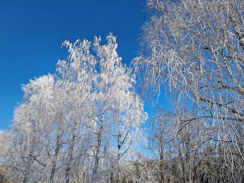 Frost-covered birch trees stand tall against a vivid, deep blue sky in a stunning winter scene. Every delicate branch is encased in white rime ice, creating a crystalline, lace-like canopy