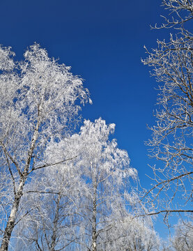 Frost-covered birch trees stand tall against a vivid, deep blue sky in a stunning winter scene. Every delicate branch is encased in white rime ice, creating a crystalline, lace-like canopy