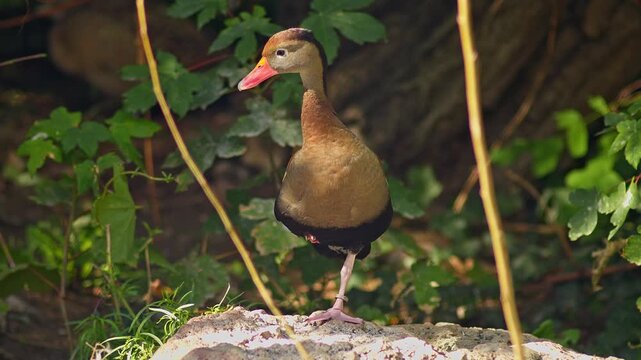 Red-crested Pochard preening on a pond in summer sunlight, freshwater waterfowl wildlife behavior in 4K