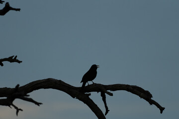 Fototapeta premium A silhouette of a small bird perched on a curved tree branch singing at dusk.