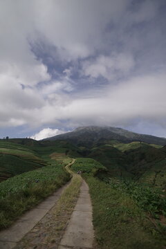view of tobacco plantations at the foot of the mountain
