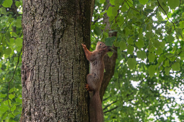 Obraz premium Red squirrel climbing up a mossy tree trunk in a summer park close up, cute wild animal in natural habitat, ecosystem and forest wildlife concept.