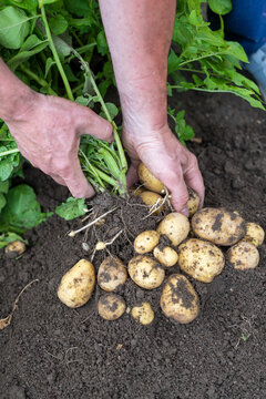 Farmer holding freshly harvested potato plant with potatoes growing on the roots