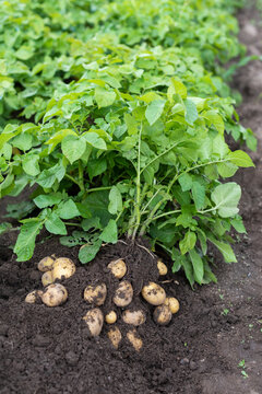 Fresh potato plant with potatoes on roots in agricultural field, vertical composition