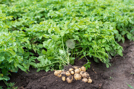 Fresh potatoes growing on roots in cultivated potato field during harvest season