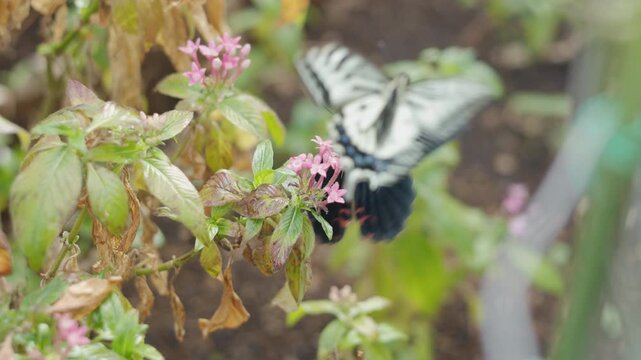 Close up selective focus photo of a large black Great Mormon butterfly pollinating pink Pentas flowers in a lush garden environment. Soft natural light bokeh background of green foliage.