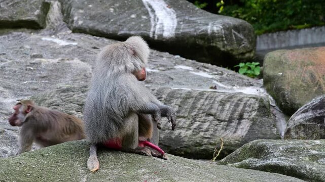 The hamadryas baboon sitting on a rock and looking around.  Papio hamadryas is a species of baboon