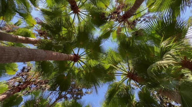 Palm tree forest in the Mediterranean viewed from below, swaying tropical crowns against a blue sky, sunny Cyprus and Greece vacation, summer resort, travel and holiday background