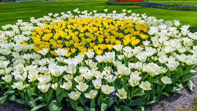 White and yellow tulips blooming in a park in spring in Europe