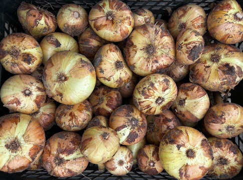 Fresh golden onions fill a harvest display with natural rustic texture. Ideal for grocery ads, recipe blogs, farm promotions, and social media