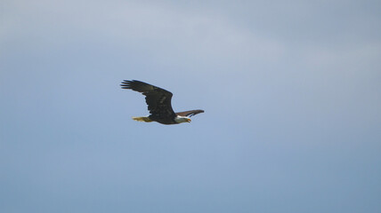 American bald eagle inflight against blue sky.  © Mark