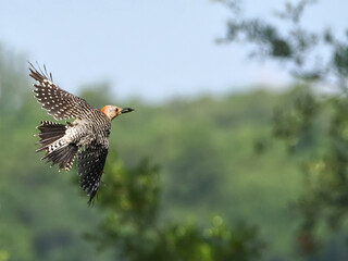 Female red bellied woodpecker inflight against blurry background.  © Mark
