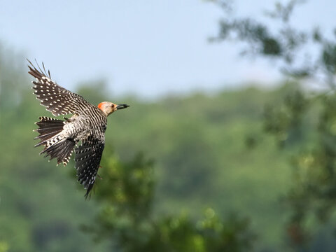 Female red bellied woodpecker inflight against blurry background. 