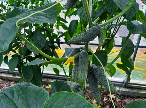Fresh cucumbers grow on healthy vines inside a greenhouse. Ideal for farming ads, gardening guides, recipe blogs, and social media.