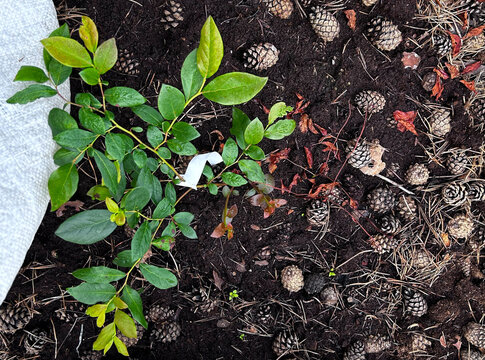 Young blueberry bush grows in rich garden soil with fresh green leaves. Ideal for gardening guides, nursery ads, blogs, and social media.