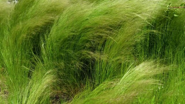 Close up of green feather grass gently moving in the summer breeze, creating a calm natural atmosphere with soft textures.