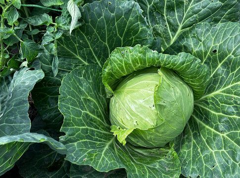 Mature cabbage head develops among lush leafy foliage outdoors. Perfect for organic farming content, seed catalogs, packaging, and editorial layouts.
