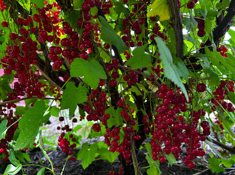 Heavy clusters of red currants ripen on healthy garden shrubs. Suits harvest guides, farm branding, product labels, and healthy lifestyle campaigns.
