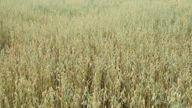 Ripe oat field sways in the wind during harvest season on a rural farm. Agricultural crop grows for organic grain production. Golden cereal plants represent farming industry and healthy food.